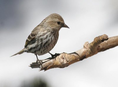 Pine Siskin