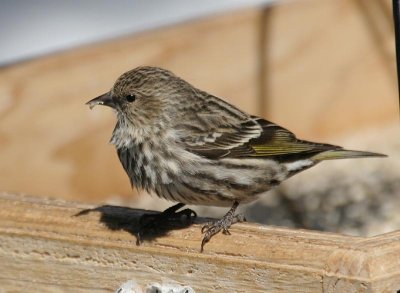 Pine Siskin