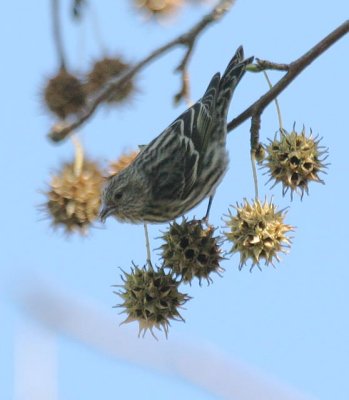 Pine Siskin