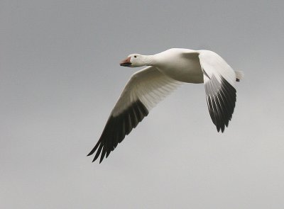 Snow Goose