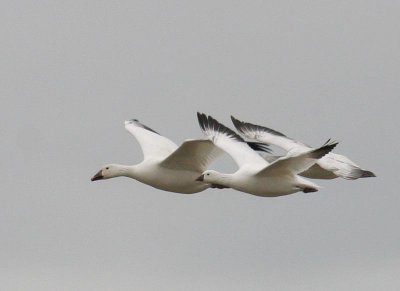 Snow Goose and Ross's Goose