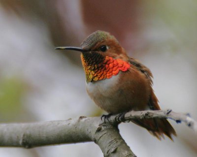 Allen's Hummingbird