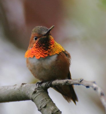 Allen's Hummingbird