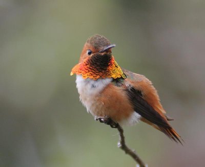 Allen's Hummingbird