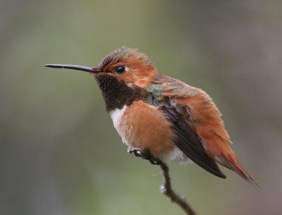 Allen's Hummingbird