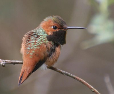 Allen's Hummingbird