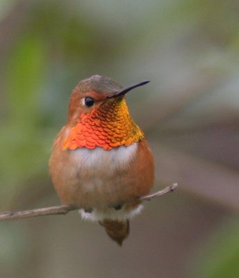 Allen's Hummingbird