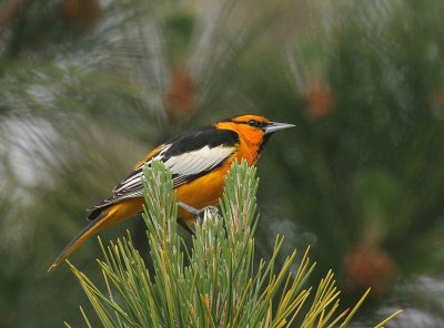 Bullock's Oriole