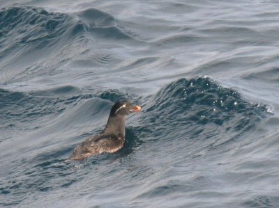 Parakeet Auklet