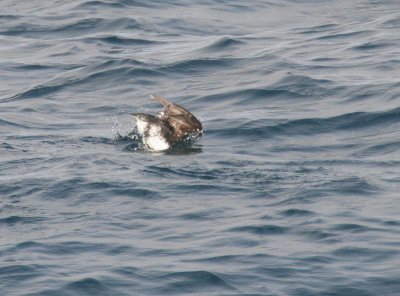 Parakeet Auklet