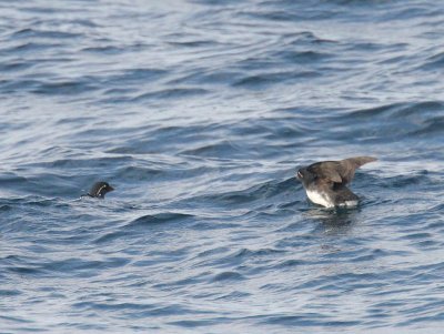 Parakeet Auklet