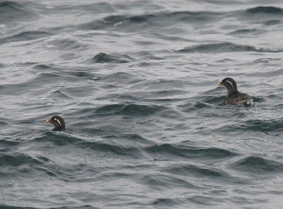 Parakeet Auklet