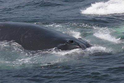 Humpback Whale