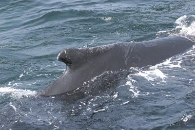 Humpback Whale