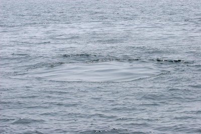 Humpback Whale Footprint