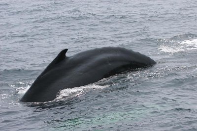 Humpback Whale