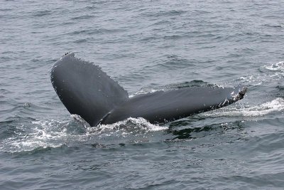 Humpback Whale