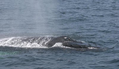 Humpback Whale