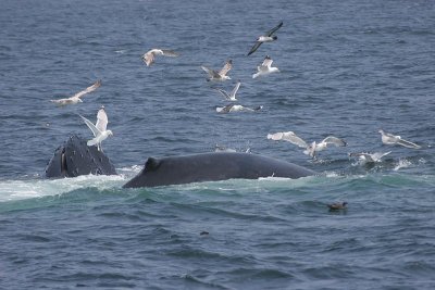 Humpback Whale