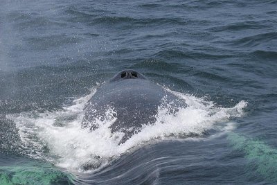 Humpback Whale