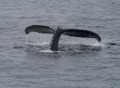 Humpback Whale