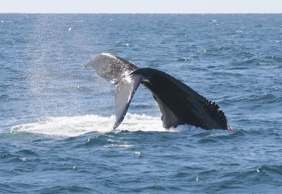 Humpback Whale Entangled in Fishing Gear