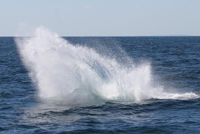 Humpback Whale Entangled in Fishing Gear