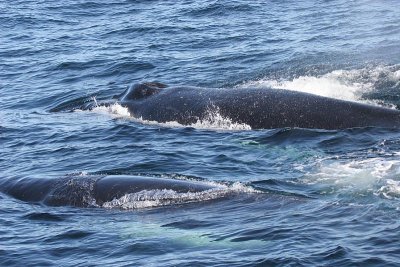 Humpback Whale Entangled in Fishing Gear