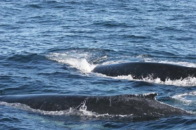Humpback Whale Entangled in Fishing Gear