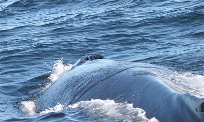 Humpback Whale Entangled in Fishing Gear