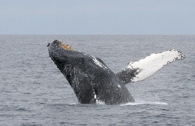 Humpback Whale