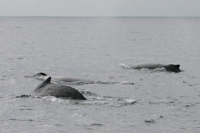 Humpback Whale