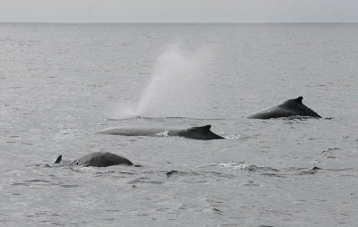 Humpback Whale