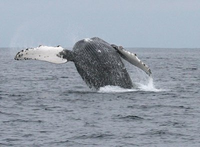 Humpback Whale