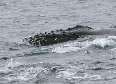 Humpback Whale