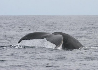 Humpback Whale