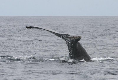 Humpback Whale