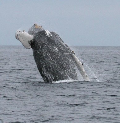 Humpback Whale