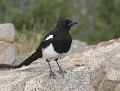 Black-billed Magpie