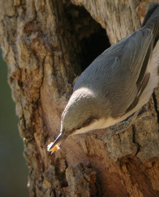 Pygmy Nuthatch