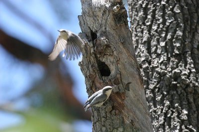 Pygmy Nuthatch