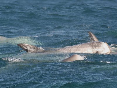 Risso's Dolphin