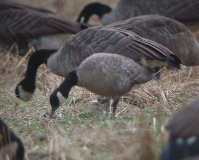Cackling Goose (Richardson's)