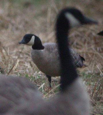 Cackling Goose (Richardson's)