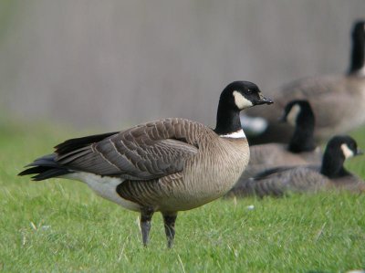 Cackling Goose (Aleutian)