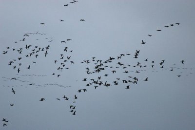 Cackling Goose (Aleutian)