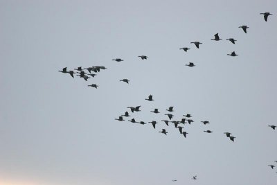 Cackling Goose (Aleutian)