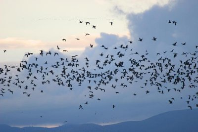 Cackling Goose (Aleutian)