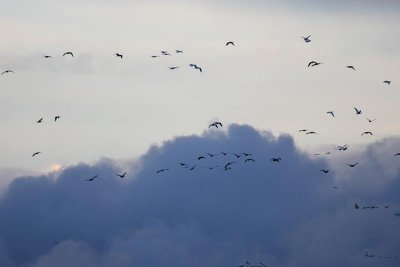 Cackling Goose (Aleutian)