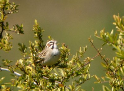 Lark Sparrow